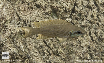 Neolamprologus brichardi 'Pinga Point'